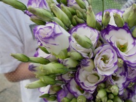 特産の花・トルコギキョウ