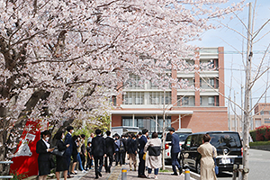 桜舞う正門前